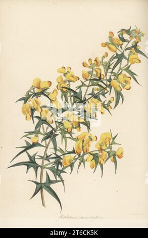 Pois chiche, Podolobium ilicifolium. Originaire de New Holland (Australie) introduit en 1822. Podolobium à feuilles croisées, Podolobium staurophyllum. Gravure colorée à la main de Joseph Paxtons Magazine of Botany et Register of Flowering plants, Volume 4, Orr et Smith, Londres, 1837. Banque D'Images