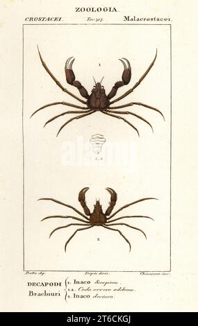 Crabe d'araignée Scorpion, Inachus dorsettensis 1 et crabe d'araignée de Leach, Inachus phalangium 2. Inaco scorpione, Inaco dorinco. Gravure en copperplate aux couleurs vives du Dizionario delle Scienze Naturali d'Antoine Laurent de Jussieu, Dictionnaire des sciences naturelles, Florence, Italie, 1837. Illustration gravée par Chiassone, dessinée par Jean Gabriel Pretre et dirigée par Pierre Jean-François Turpin, et publiée par Batelli e Figli. Turpin (1775-1840) est considéré comme l'un des plus grands illustrateurs botaniques français du XIXe siècle. Banque D'Images