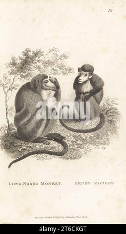 Singe proboscis en voie de disparition, Nasalis larvatus. Comme singe à long nez, Simia nasuta, et singe prude. D'après une illustration de Peter Paillou dans l'Histoire des QUADRUPEDS de Thomas Pennant. Gravure sur cuivre par James Heath de George Shaws Zoologie générale : Mammalia, G. Kearsley, Fleet Street, Londres, 1800. Banque D'Images