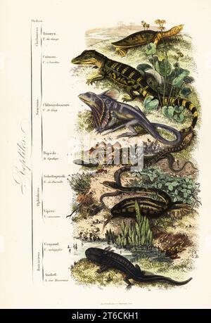 Ordres de reptiles : tortue molle indienne vulnérable, Nilssonia gangetica, caïman à lunettes, Caïman crocodilus, lézard à col roulé, Chlamydosaurus kingii, pied squameux commun, Pygopus lepidopudus, lézard verrier européen, Pseudopus apodus, vipère commun, Vipera berus, grenouille Physalaemus ephippifer, et axolotl en danger critique d'extinction, Ambystoma mexicanum. Trionyx du Gange, Caiman a lunettes, Chlamydosaure de King, Bipede Lepidope, Scheltopusik de Durville, Vipere comune, Crapaud ephippifer, Axolotl des Mexicains. Gravure sur acier colorée à la main imprimée par F. Chardon du Musée Achille Comtes dHistoi Banque D'Images