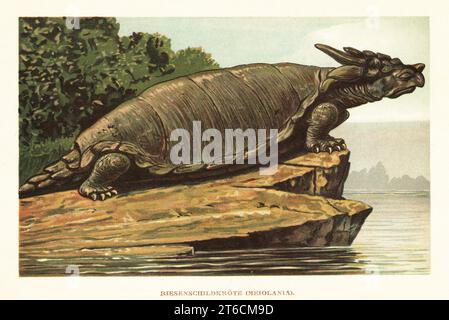 Espèce Meiolania, genre éteint de tortue-tige du Miocène moyen au Pléistocène supérieur/Holocène. Riesenschildkote, Meiolania. Illustration imprimée en couleur par F. John de Wilhelm Bolsches Tiere der Urwelt (animaux du monde préhistorique), Reichardt Cocoa Company, Hambourg, 1908. Banque D'Images