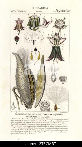 Milkweid commun, Asclepias syriaca, montrant des graines et du fil. Gravure à la main de la copie en papier du Dizionario delle Scienze Naturali de Jussieu, Dictionnaire des sciences naturelles, Florence, Italie, 1837. Illustration gravée par Verico, dessinée et dirigée par Pierre Jean-François Turpin, et publiée par Batelli e Figli. Turpin (1775-1840) est considéré comme l'un des plus grands illustrateurs botaniques français du XIXe siècle. Banque D'Images