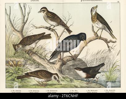 skylark eurasien, Alauda arvensis a, larve de bois, Lullula arborea b, larve à crête se nourrissant jeune dans le nid, Galerida cristata c, étoiles, Sturnus vulgaris d, balancier à gorge blanche, Cinclus cinclus e, et chant de la muguet, Turdus philomelos F. Chromolithograph de Gotthilf Heinrich von Schubert's Natural History of the Animal Realms (Naturgeschichte des Tierreichs), Schreiber, Munich, 1886. Banque D'Images