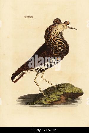 Ruff, mâle, Philomachus pugnax. Gravure sur bois colorée à la main d'après une illustration d'Edward Donovan de The Natural History of Birds, publié par Brightly and Childs, Bungay, Suffolk, 1815. Charles Brightly établit une fonderie d'impression et de stéréotype à Bungay en 1795 et s'associe avec l'imprimeur radical non conformiste John Firby Childs en 1808. Banque D'Images