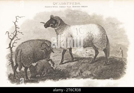 Norfolk Horn RAM et brebis qui allaitent un agneau. Un berger et un berger avec troupeau en arrière-plan. Race de mouton britannique à face noire en danger critique d'extinction. Gravure sur plaque de copperplate de J. Scott d'après Sydenham Edwards de la Cyclopedia d'Abraham Rees ou du Dictionnaire universel des arts, des sciences et de la littérature, Longman, Hurst, Rees, Orme, Paternoster Row, Londres, 1 janvier 1808. Banque D'Images