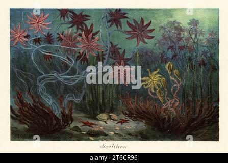Nénuphars ou crinoïdes éteints, Crinoidea, attachés au fond marin par des tiges. Saracrinus, Endoxocrinus, Seelilien, Crinoideen. Illustration imprimée en couleur d'après Heinrich Harder de Wilhelm Bolsches Tiere der Urwelt (animaux du monde préhistorique), Reichardt Cocoa Company, Hambourg, 1908. Heinrich Harder (1858-1935) était un paysagiste allemand et illustrateur de livres. Banque D'Images