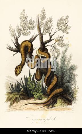 Vipère à fosse de Martinique, Bothrops lanceolatus. Trigonecephale (fer de lance). Gravure sur acier colorée à la main imprimée par F. Chardon du Musée Achille Comtes dHistoire naturelle, Muséum d'Histoire naturelle, Gustave Hazard, Paris, 1854. Banque D'Images