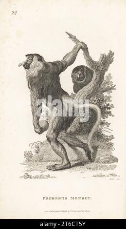 Singe proboscis ou singe à long nez, Nasalis larvatus. En danger. Simia nasalis. D'après une illustration de Jacques de Seve pour l'Histoire naturelle du comte de Buffon. Gravure sur cuivre par James Heath de George Shaws Zoologie générale : Mammalia, G. Kearsley, Fleet Street, Londres, 1800. Banque D'Images