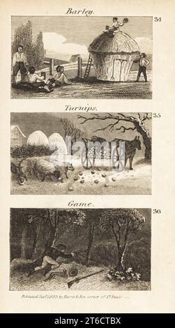 Métiers à Norfolk, Regency Angleterre. Orge, navets et gibier. Ouvriers agricoles sur une caution de paille après une récolte d'orge 34, moutons mangeant des navets 35, et chasseur braconnage pour gibier à plumes 36. Gravure sur bois du révérend Isaac Taylors scènes de la richesse britannique, dans Produce, Manufacture and Commerce, John Harris, Londres, 1823. Isaac Taylor était un écrivain, artiste, graveur et inventeur anglais de 1787 à 1865. Banque D'Images