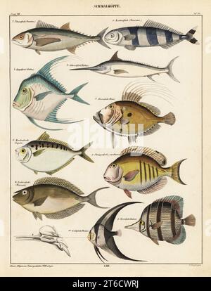 Variétés de poissons. Plaque 50. Schmalkopfe : 1 poissons pilotes, Naucrates ductor, Lootsenfisch, 2 thons rouges de l’Atlantique menacés, Thunnus thynnus, Thunnfisch, 3 espadons, Xiphias gladius, Schwerdfisch, 4 African pompano, Alectis ciliaris, Spiegelfisch, 5 John Dory, Zeus faber, Sonnenfisch, 6 ponyfish pugnose, Secutor insidiator, Bandmakreele, 7 doctorfish, Ananthurus chirurgus, Schnapperfisch, 8 licorne en cuir, Aluterus monoceros, Einhornfisc, 9 poissons-papillons à bandes cuivrées, Chelmon rostratus, Spritzfisch, 10 poissons-batchs teira, Platax teira, Gichtfisch. Lithographie coloriée à la main par C. Meyer de Loren Banque D'Images