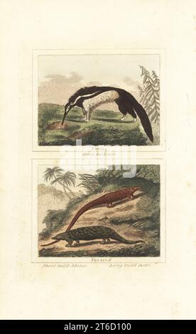 Fourmi géant, Myrmecophaga tridactyla 124, pangolin indien, Manis crassicaudata 125, et phatagène ou pangolin à longue queue, Phataginus tetradactyla 126. Gravure sur cuivre colorée à la main d'après Jacques de Seve de James Smith Barrs édition de Comte Buffons Natural History, A Theory of the Earth, General History of Man, brute Creation, Vegetables, Minerals, T. Gillet, H. D. Symonds, Paternoster Row, Londres, 1807. Banque D'Images