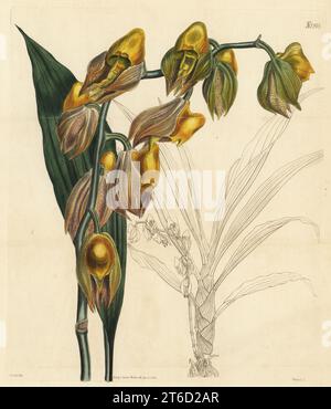 catasetum à gros fruits, Catasetum macrocarpum. Trinidad catasetum, Catasetum tridentatum. Originaire de Trinidad, des Caraïbes et de l'Amérique du Sud, dessiné dans les jardins botaniques de Chelsea, M. William Anderson. Gravure sur plaque de copperplate de couleur main par Weddell, d'après une illustration botanique de John Curtis du magazine botanique William Curtis, Samuel Curtis, Londres, 1825. Banque D'Images