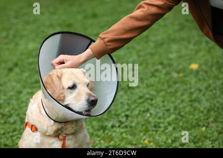 Homme caressant son adorable chien Labrador Retriever dans un collier élisabéthain à l'extérieur, gros plan Banque D'Images