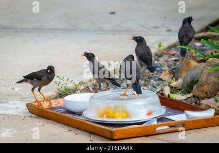 Cinq oiseaux de la jungle myna ramasser un plateau d'hôtel à la recherche de restes de nourriture Banque D'Images