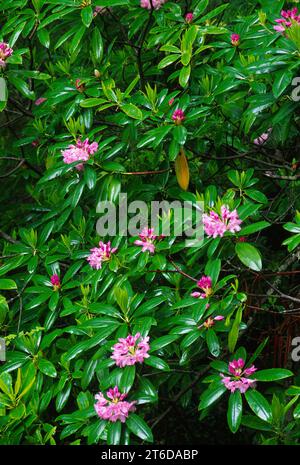 Rhododendron (Rhododendron macrophyllum pacifique) sur Mt Walker, Olympic National Forest, Virginia Banque D'Images