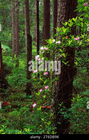 Rhododendron (Rhododendron macrophyllum pacifique) sur Mt Walker, Olympic National Forest, Virginia Banque D'Images