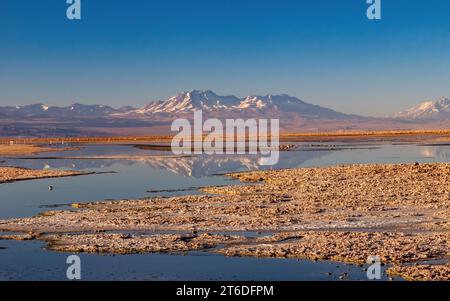 Flamants roses au lever du soleil à Laguna Chaxa dans le désert d'Atacama, au nord du Chili. Les montagnes se reflètent dans l'eau. Banque D'Images