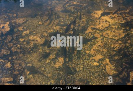 Nage de poissons en groupe dans les eaux claires des marais dans les Everglades Banque D'Images