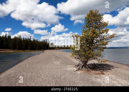 La digue artificielle sur le lac Yellowstone près de Grant Village aurait été construite pour être utilisée par des entraîneurs de scène à la fin du 19e et au début du 20e siècle. Banque D'Images