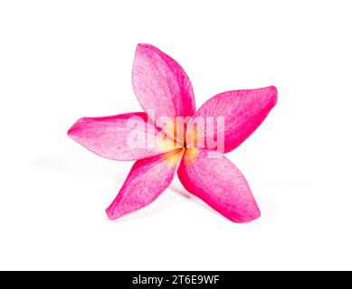 fleur rose frangipanier (plumeria) isolée sur blanc Banque D'Images