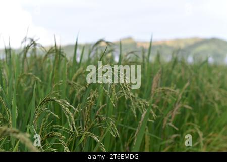 Épi de riz. Gros plan sur les graines de riz dans l'épi de paddy. Beau champ de riz et épi de riz. Banque D'Images