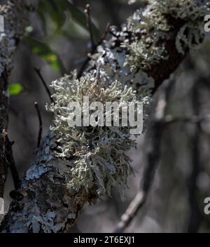 Mousse de chêne, Evernia prunastri. C'est une espèce de lichen que l'on trouve dans de nombreuses forêts tempérées montagneuses de l'hémisphère Nord. Phot Banque D'Images