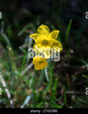 Jonquille de roche, Narcissus rupicola. Photo prise à la Pedriza, Parc National des montagnes Guadarrama, Madrid, Espagne Banque D'Images