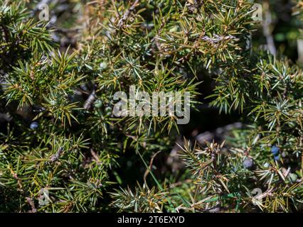 Genévrier commun, Juniperus communis subsp. alpina. Photo prise à la Pedriza, Parc National des montagnes Guadarrama, Madrid, Espagne. Banque D'Images