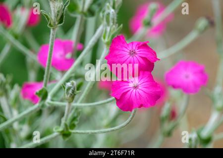 Lychnis coronaria, Rose campion, Dusty miller, mullein-rose, Bloody William, feuillage gris argenté, fleurs roses fortes Banque D'Images