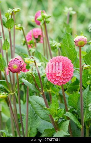 Dahlia Caitlin's Joy, boule miniature Dahlia, fleurs rose rose rose Banque D'Images