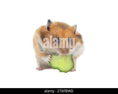 Le hamster syrien mange du concombre isolé sur fond blanc Banque D'Images