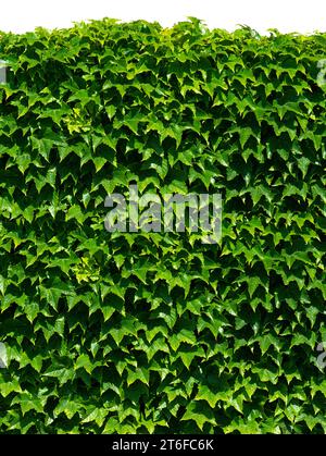 ivy vert isolé sur fond blanc Banque D'Images