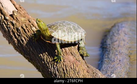 tortue peinte colorée au soleil sur une bûche dans une crique dans le refuge national de la faune bosque del apache à san antonio, nouveau mexique Banque D'Images