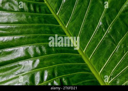 Feuille de l'oreille d'éléphant géante, également connue sous le nom de taro géant (Alocasia macrorrhizos), gros plan, Madère, Portugal Banque D'Images