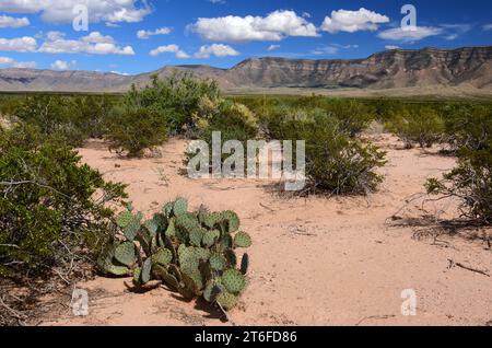 désert, montagnes, et cactus de poire de barbarie près de la ferme historique mcdonald près du site trinity, nouveau mexique Banque D'Images