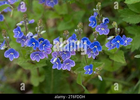 Fleurs de germander speedwell (Veronica chamaedrys), Bavière, Allemagne Banque D'Images