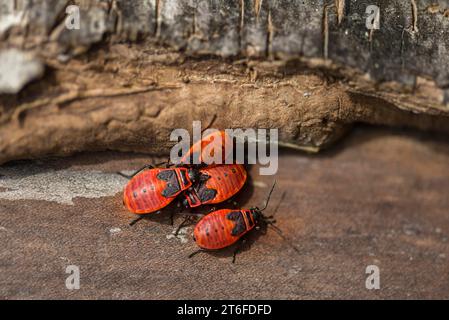 Insectes du feu (Pyrrrhocoridae) sur bois mort, Bavière, Allemagne Banque D'Images