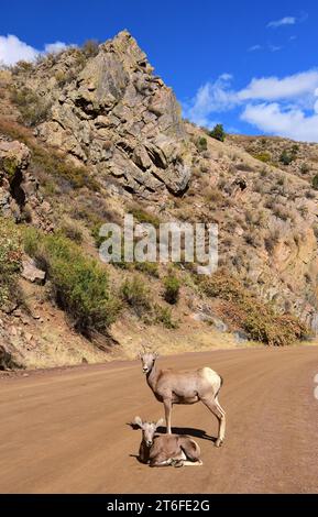 brebis et agneau des montagnes rocheuses debout sur le sentier par une journée ensoleillée à côté des falaises rocheuses dans le canyon de waterton, littleton, colorado Banque D'Images