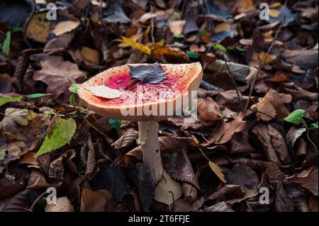 Gros plan de champignon Amanita muscaria avec de l'eau dans une tasse. Les champignons rouges hallucinigènes poison psychédélique en automne Banque D'Images