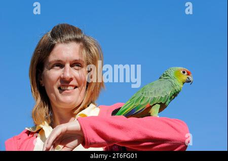 Femme avec l'amazonie équatorienne (Amazona autumnalis lilacina), France Banque D'Images