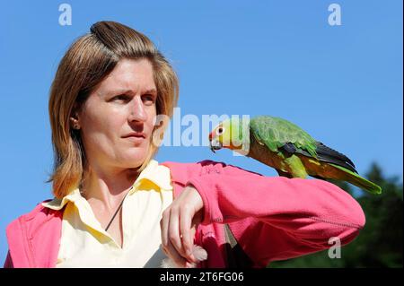 Femme avec l'amazonie équatorienne (Amazona autumnalis lilacina), France Banque D'Images