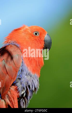 Perroquet noble de Nouvelle-Guinée (Eclectus polychloros), femelle, captif, présent en Nouvelle-Guinée Banque D'Images