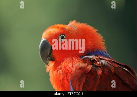 Perroquet noble de Nouvelle-Guinée (Eclectus polychloros), femelle, captif, présent en Nouvelle-Guinée Banque D'Images