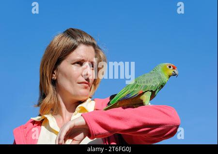 Femme avec l'amazonie équatorienne (Amazona autumnalis lilacina), France Banque D'Images