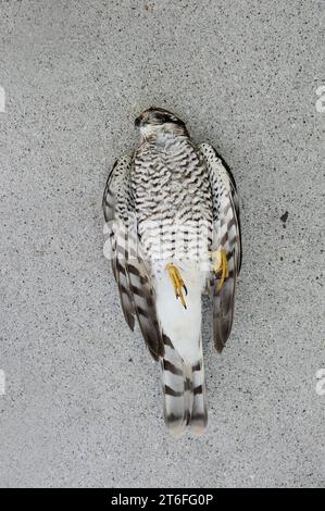 Sparrowhawk eurasien (Accipiter nisus), mâle mort, Rhénanie du Nord-Westphalie, Allemagne Banque D'Images
