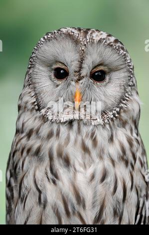 Hibou de l'Oural (Strix uralensis), forêt bavaroise, Allemagne Banque D'Images