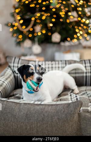 Jack Russell Terrier se trouve sur un lit et grignote sur un jouet sous un arbre de vacances avec des boîtes-cadeaux emballées et des lumières de vacances. Fond festif, gros plan Banque D'Images