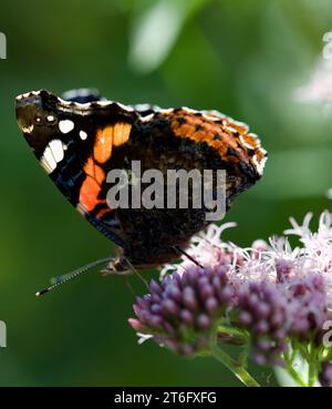 James David Allen Photographie Banque D'Images