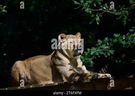 James David Allen Photographie Banque D'Images