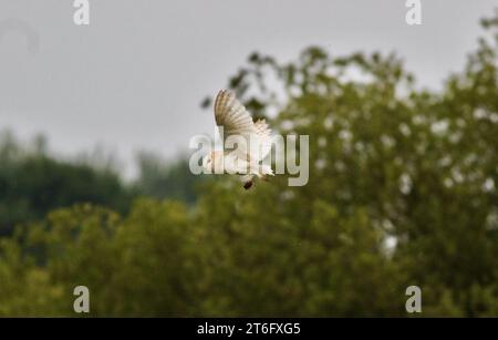 James David Allen Photographie Banque D'Images